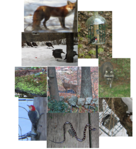 Wildlife photographed from 9 Polk Road. These animals, and other including coyote, fisher cat, woodchuck, skunk, bat, hawk and hummingbird inhabit the area of the proposed Forest Ridge Residences. (courtesy of Dorothy Feldman, Winchester resident in opposition of proposed 40-B project)
