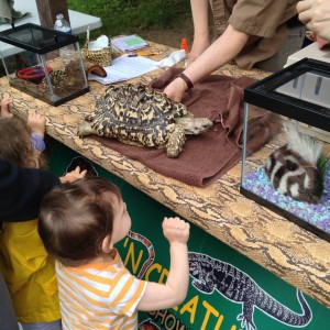 Kids and a Tortoise