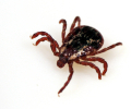 Safety Message: Be Smart About Ticks