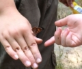 Believing in Fairies … the Magic of Forest Kindergarten