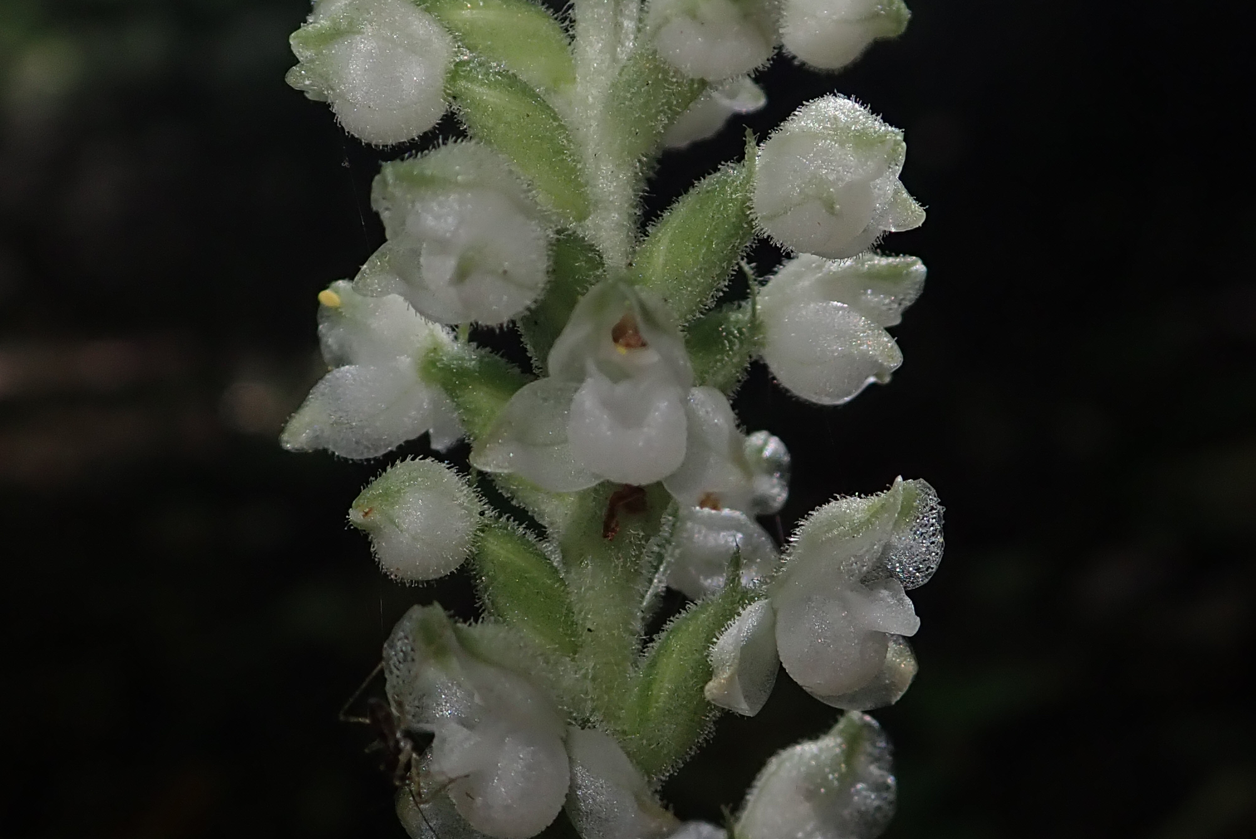 Closeup of rattlesnake-plantain flowers in bloom