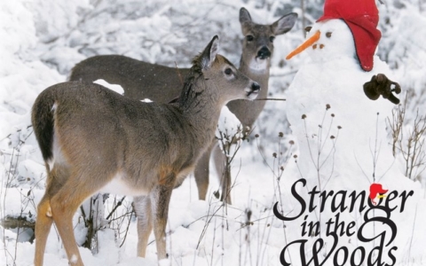Middlesex Fells Winter StoryWalk®:  Stranger in the Woods