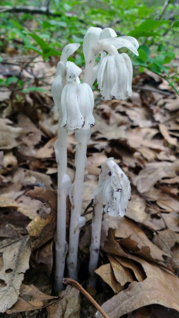 ghost pipes in flower. 3 white plants with nodding heads
