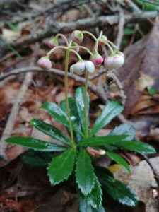 Pipsissewa in bloom. White flowers nodding downward, circle of evergreen leaves at base