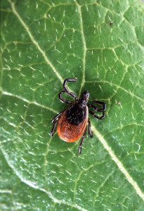 Adult Deer Tick