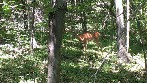 young buck off the skyline trail