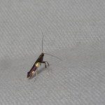IMG_6575