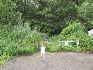 We used donated tools to clear this gate this summer