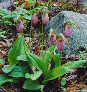 Pink Lady Slipper Orchids