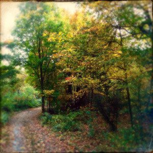 SpotPondwalk