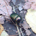 greenbeetle