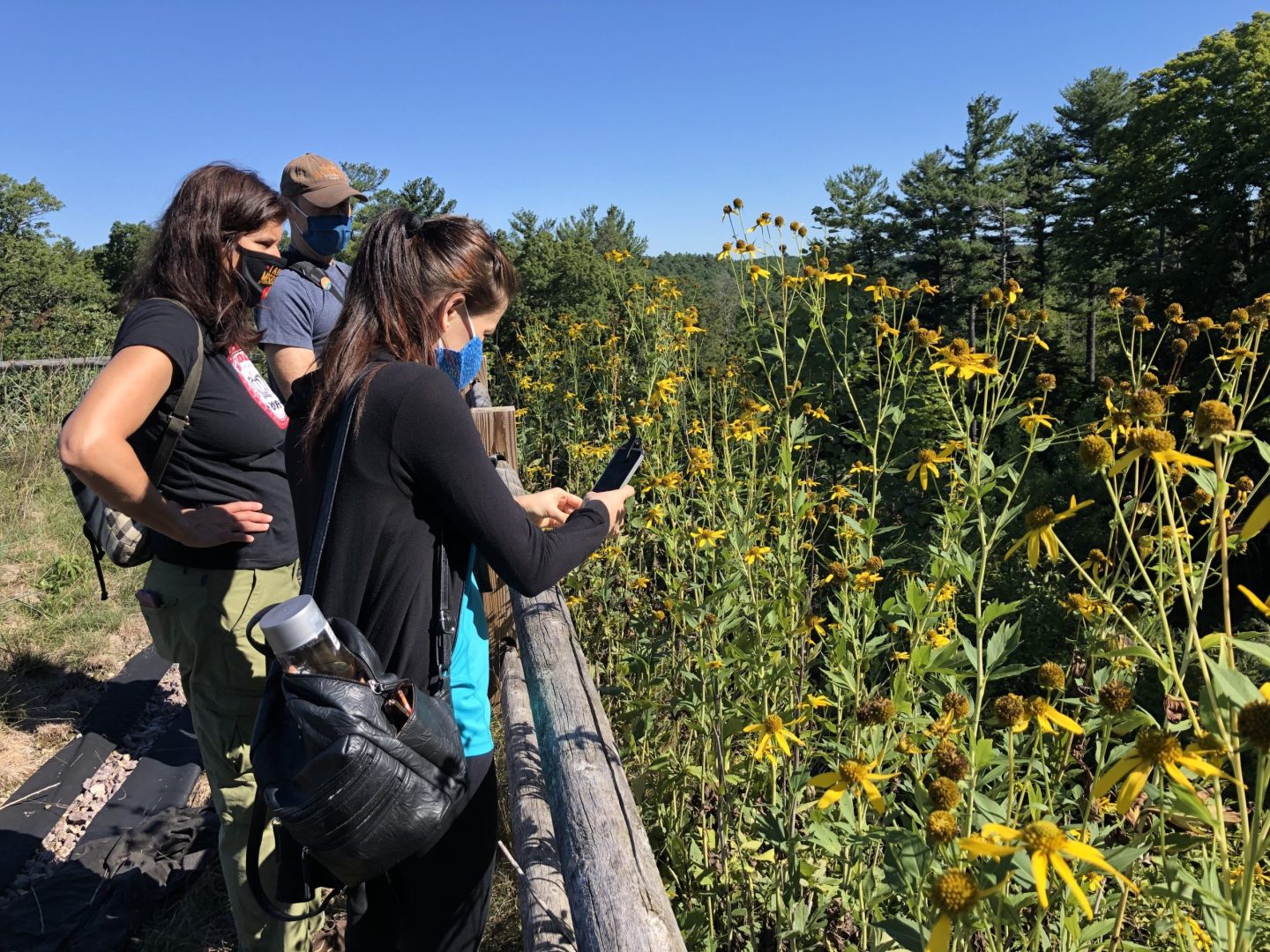 Participatory scientists capture at work