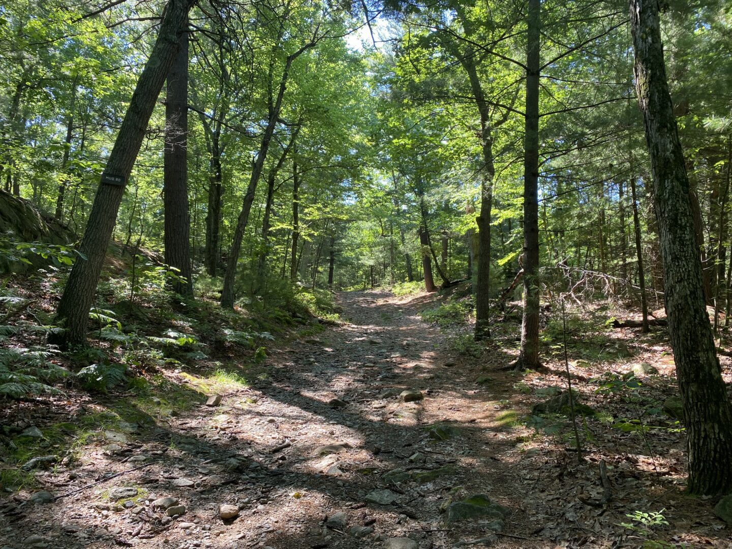 interior Fells Nature Happenings – Summer 2025 banner image