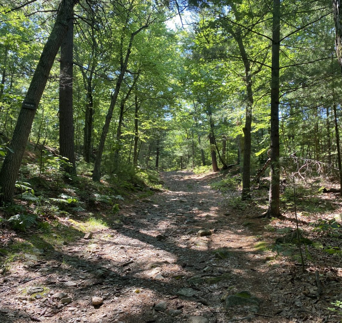 interior Fells Nature Happenings – Summer 2025 banner image