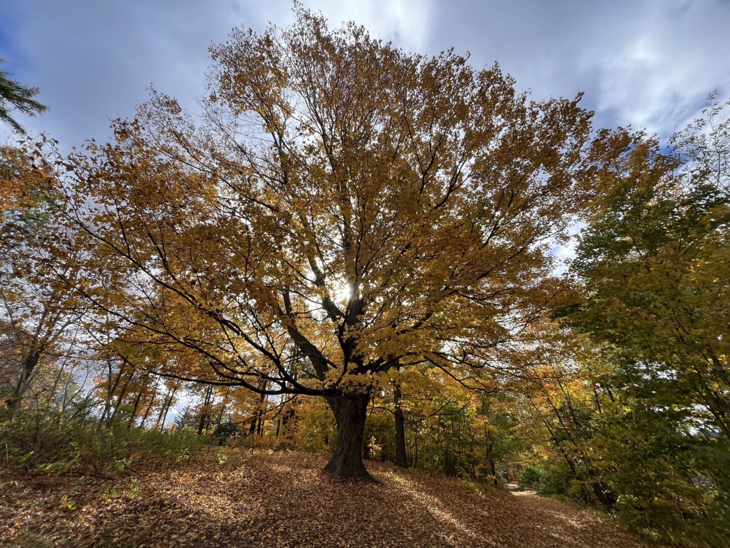 interior Fells Nature Happenings – Fall 2025 banner image