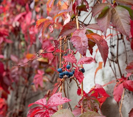 Virginia creeper with fruit on a grey wall - a wall of red leaves and a few dark blue berries in the foreground.